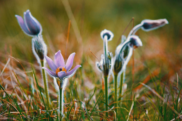 kevät kukka Pulsatilla pratensis (pieni paski kukka
) - Valokuva, kuva