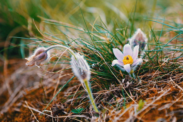 flor de primavera Pulsatilla pratensis (pequeña flor pasque
) - Foto, Imagen