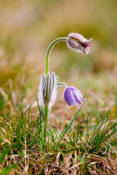Jarní květina Pulsatilla pratensis (malé Koniklec) - Fotografie, Obrázek
