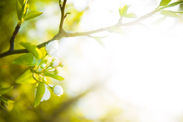 spring nature background of Beautiful fresh apple tree branch  with flowers  - Valokuva, kuva