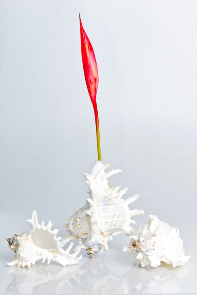 Раковини з Червона квітка на білому тлі - Фото, зображення