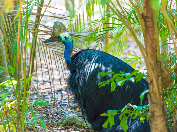 Portrait of Cassowary bird, native to the tropical forests of New Guinea and northeastern Australia. - Photo, Image