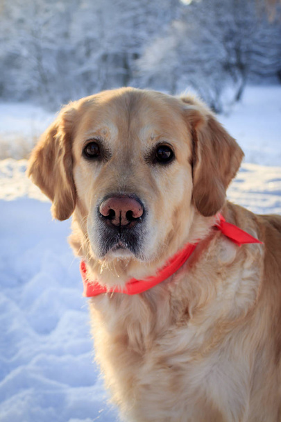 Récupérateur de chien léger pour une promenade en hiver
 - Photo, image