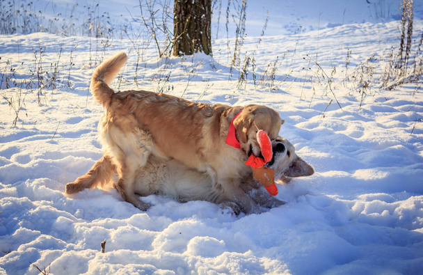 Два Ретривер світло собака зимові прогулянки - Фото, зображення