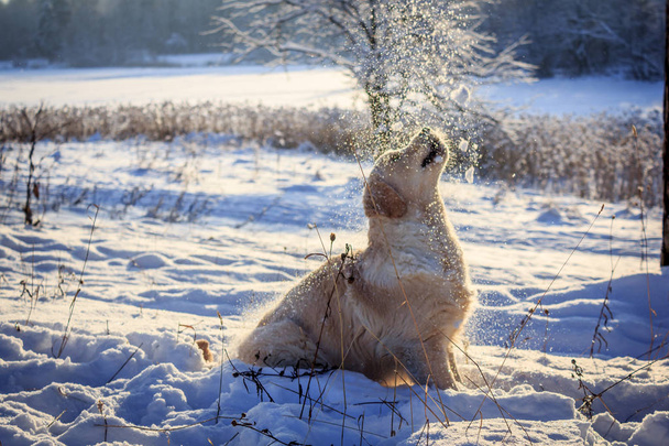 Kevyt koirannoutaja kävelylle talvella
 - Valokuva, kuva
