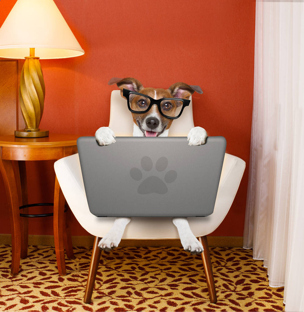 dog with laptop pc computer - Foto, Imagem