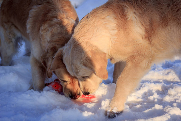 Δύο Ριτρίβερ φως σκυλί για μια βόλτα χειμώνα - Φωτογραφία, εικόνα