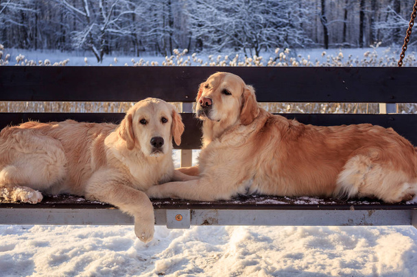 Deux récupérateurs de chiens légers pour une promenade hivernale
 - Photo, image