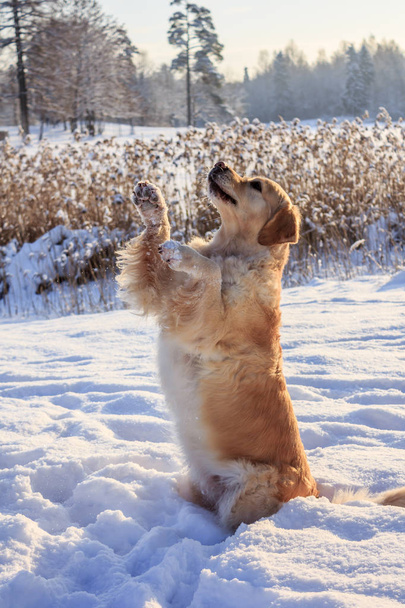 Retriever φως το σκυλί για μια βόλτα το χειμώνα - Φωτογραφία, εικόνα