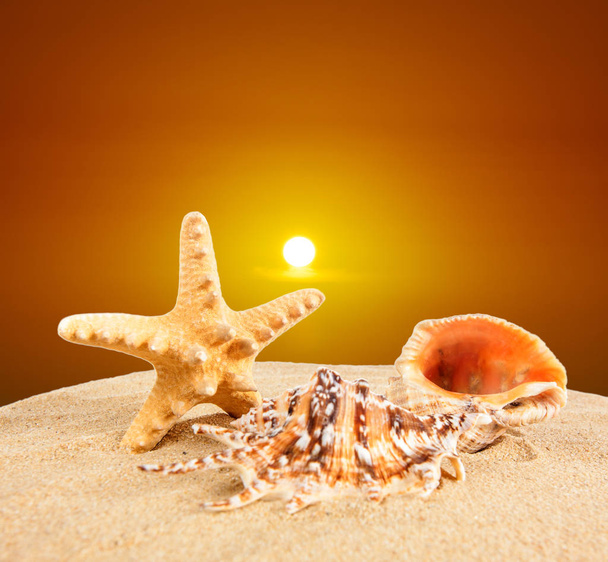 conchiglia sulla spiaggia sabbiosa al tramonto
 - Foto, immagini