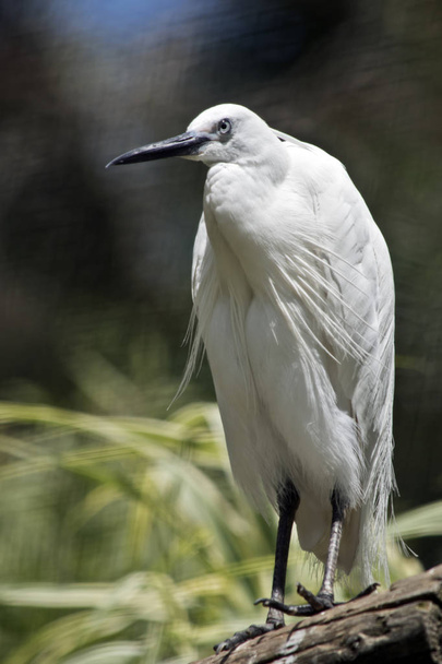 A little egret - Photo, image