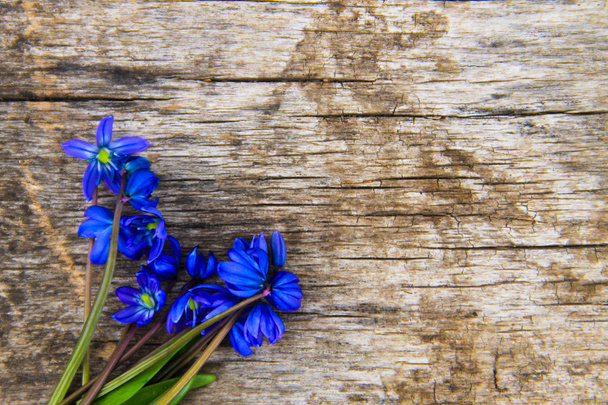 Blue scilla flowers (Scilla siberica) or siberian squill on wood - Photo, Image