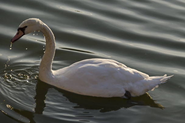 Krásná bílá labutě plavala na jezeře Sofie, Bulharsko   - Fotografie, Obrázek