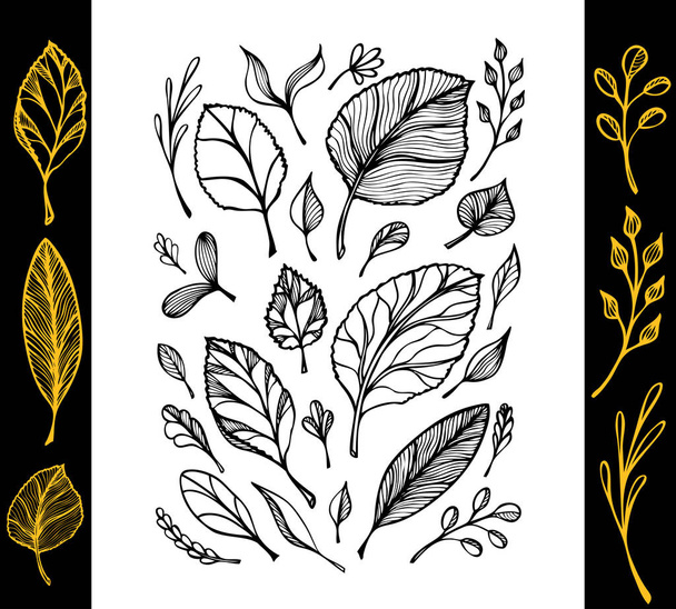 Set of  hand draw structure of  leaves black on white in line art for creative design package flyer banner or for decoration package of  tea or cosmetic or  perfume or for design of  botanical theme - Вектор,изображение