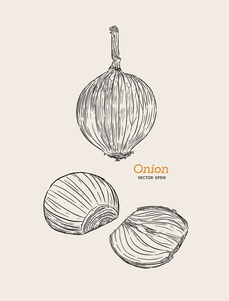 Onion hand drawn vector set. - Вектор,изображение