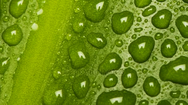 Close-up de movimento ao longo gotas de água na folha verde
  - Filmagem, Vídeo