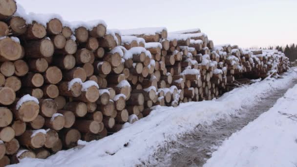 Vágott fák halom fedett hóban téli napon - Felvétel, videó