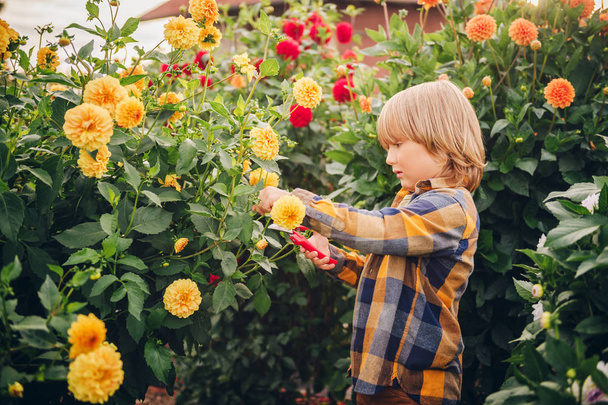 Cute little boy working in autumn garden, child taking care of colorful chrysanthemum and dahlia flowers, gardener kid enjoying warm and sunny day outside - Foto, Imagen