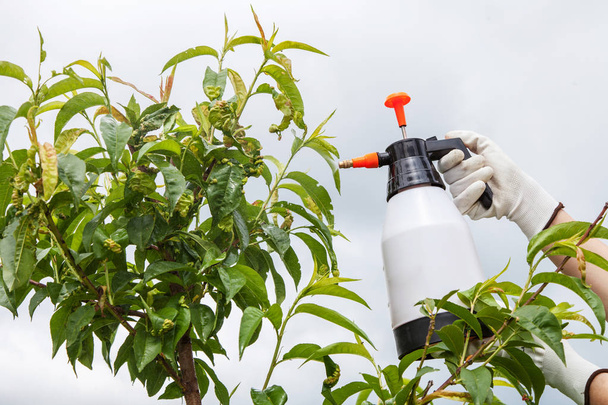 Spraying leaves fruit tree fungicide - Photo, Image