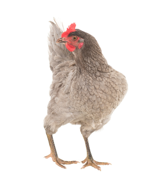 Κοτόπουλο ωοτοκίας της κότας σε διαφορετικές πόζες. Απομονωμένη. Μια σειρά από φωτογραφίες. - Φωτογραφία, εικόνα