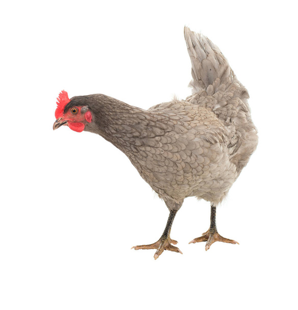 Chicken laying hen in different poses. Isolated. A series of photos. - 写真・画像