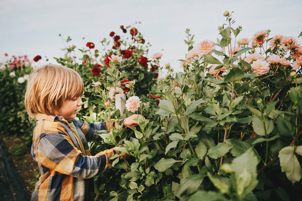 Симпатичний маленький хлопчик працює в осінньому саду, дитина піклується про барвисту хризантему і квіти далії, садівник дитина насолоджується теплим і сонячним днем на вулиці
 - Фото, зображення