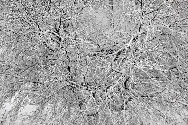 Branches d'hiver couvertes de neige - Photo, image