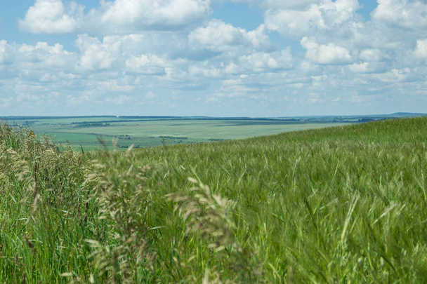 The beauty of Russian fields. Picturesque summer view.  - Foto, Imagen