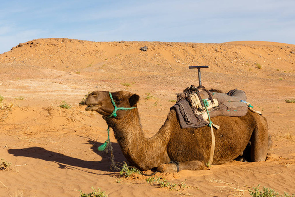 chameau dans le désert - Photo, image
