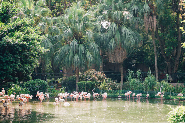 Pink flamingos resting in the park by the pond in Hong Kong, China. - Photo, Image