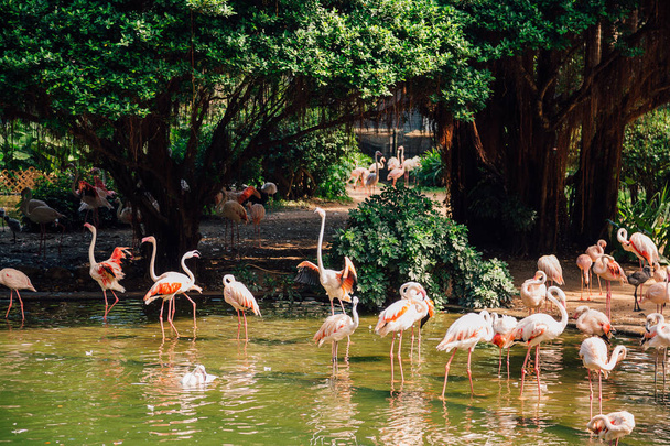 Pink flamingos resting in the park by the pond in Hong Kong, China. - Zdjęcie, obraz