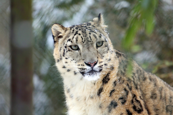 Snowleopard - Fotoğraf, Görsel