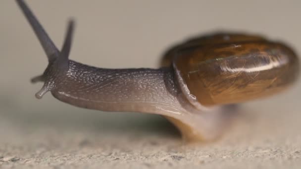 Macro view of garden snail moving on concrete floor - video in slow motion - Footage, Video