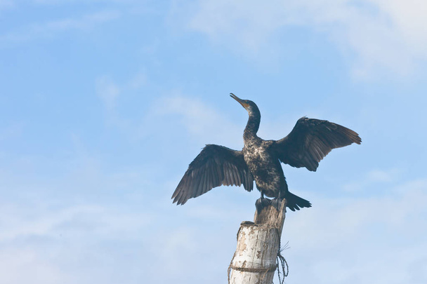 Madu Ganga, Balapitiya, Sri Lanka - A cormorant spreading its wi - Photo, Image