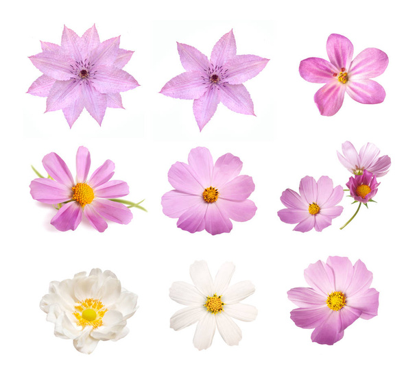 白い背中に分離された柔らかいピンク、白、紫の花セット - 写真・画像