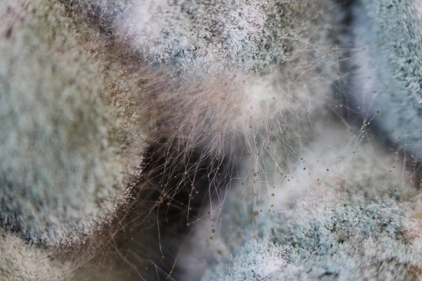 Crescimento de aspergilose Aspergillus flavus em um fungo de mel de cogumelos salgados Armillaria mellea. Macro tiro. Conjunto de hifas cinzentas e negras
 - Foto, Imagem