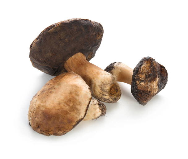Raw mushrooms on white background - Фото, зображення