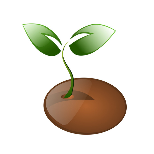Kleine plant en zaad geïsoleerd - Vector, afbeelding