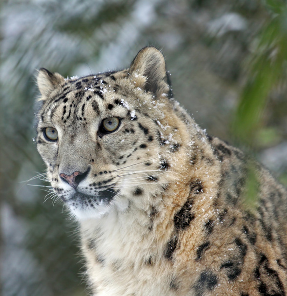 Snowleopard - Fotografie, Obrázek