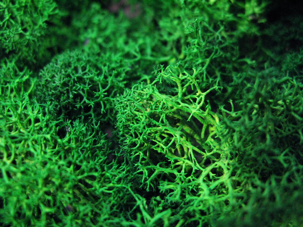 Yeşil yosun bitki doğa makro fotoğraf fotoğraf - Fotoğraf, Görsel