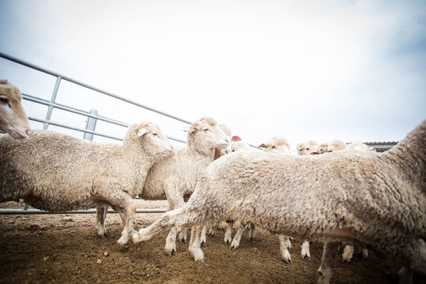 Troupeau de moutons à la ferme
 - Photo, image