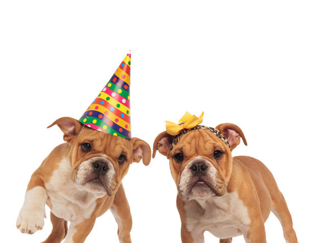 coppia di bulldog inglesi pronti per una festa in costume
 - Foto, immagini