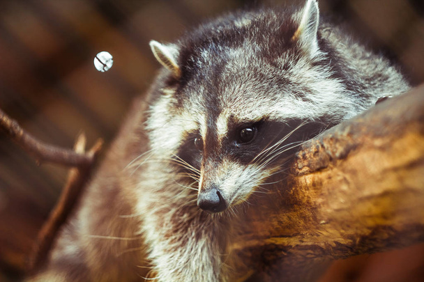 raccoon on a branch - Φωτογραφία, εικόνα