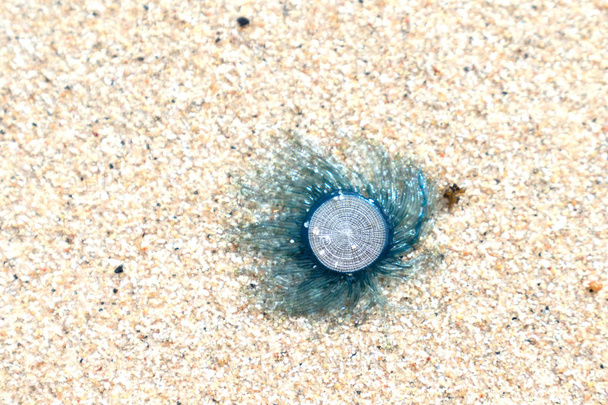 Modré tlačítko medúzy - Fotografie, Obrázek