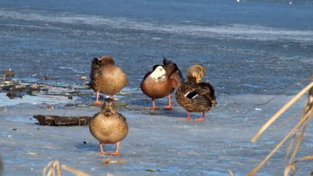 Patos Mallard se paran sobre hielo y limpian sus plumas (Anas platyrhynchos
) - Metraje, vídeo