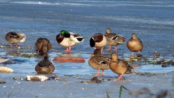Mallard patos invernando cerca de aguas abiertas (Anas platyrhynchos
) - Metraje, vídeo