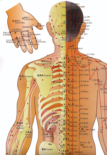 Alternative Medicine - Acupuncture Chart - Photo, Image
