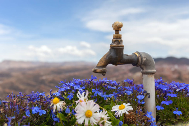 Blaue Blumen und Kamillen mit Wasserhahn und verschwommenen Bergen im Hintergrund. - Foto, Bild