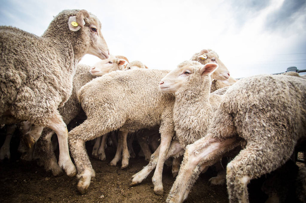 flock of sheep on farm - Photo, image