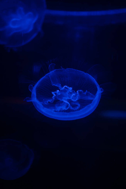 Close up image of a moon jellyfish - Foto, afbeelding